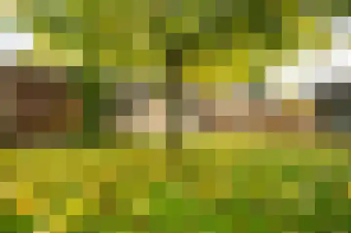 Nijerf 8 a Groesbeek thumbnail 32