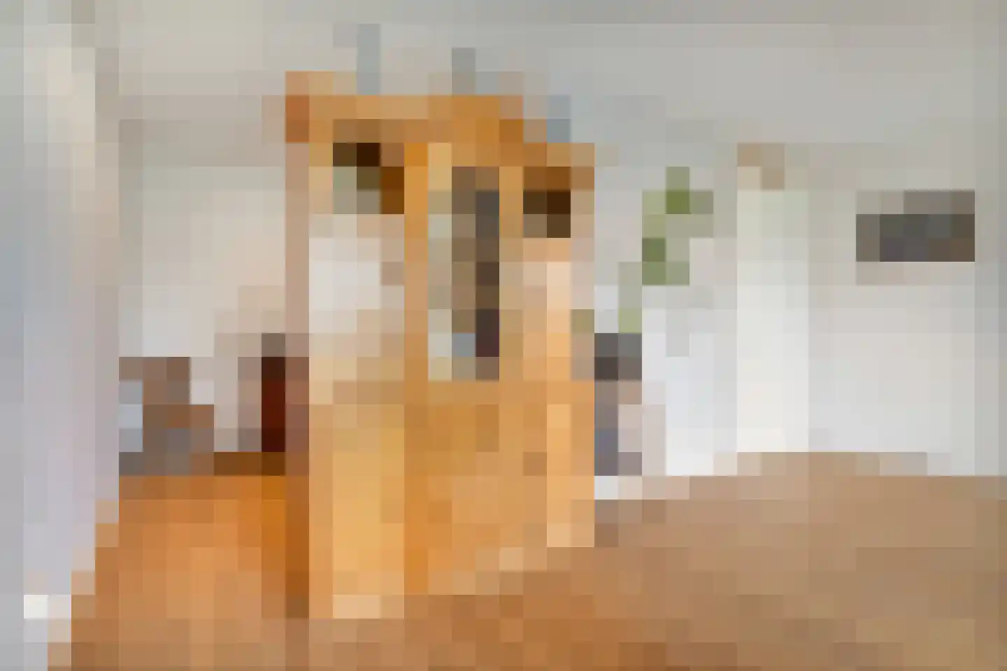 Nijerop 56 Nieuwe Niedorp thumbnail 26