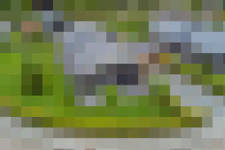 Nijesteegde 50 C Appelscha thumbnail 38