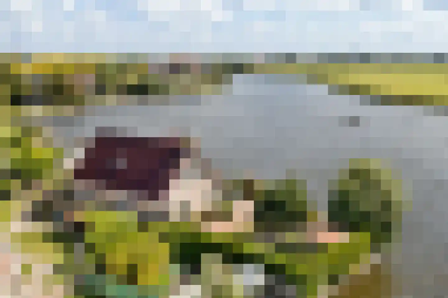 Nijesyl 46 en IJlst