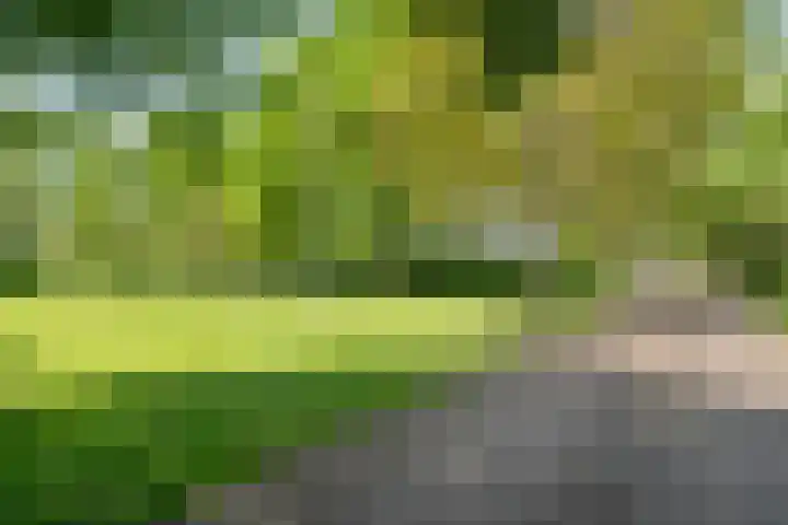 Nijeveense Bovenboer 20 Nijeveen thumbnail 12
