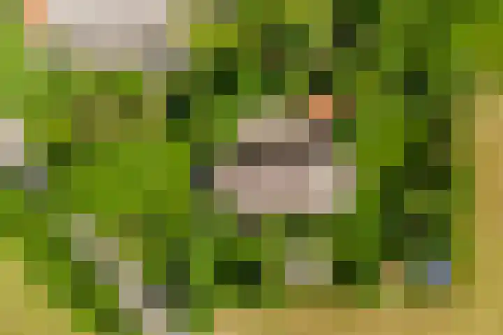Nijeveense Bovenboer 20 Nijeveen thumbnail 5