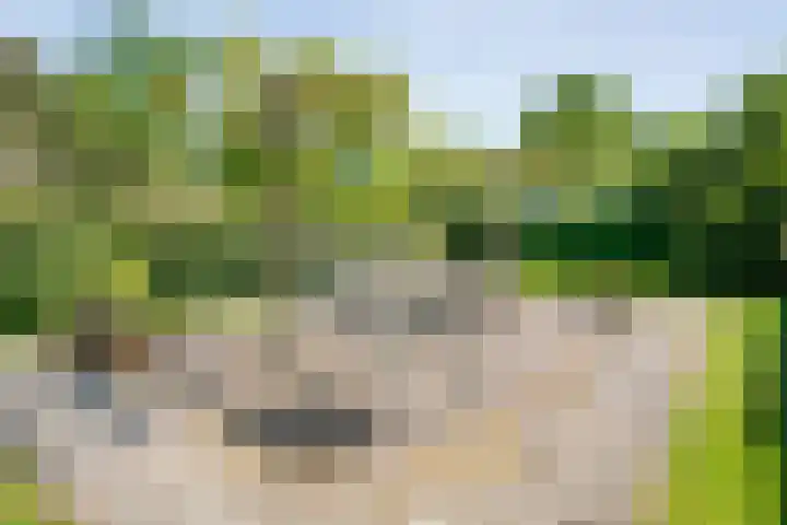 Nijeveense Bovenboer 20 Nijeveen thumbnail 65