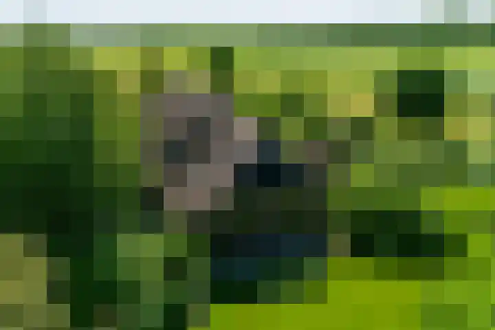 Nijeveense Bovenboer 20 Nijeveen thumbnail 69