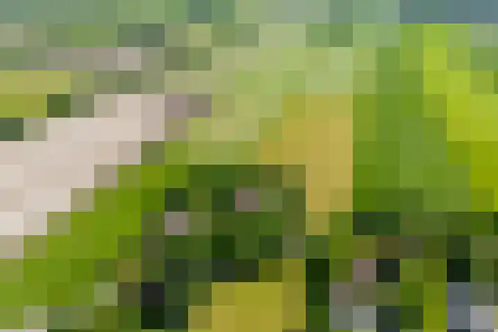 Nijeveense Bovenboer 20 Nijeveen thumbnail 71