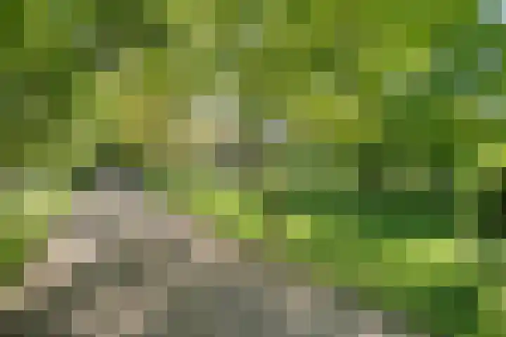 Nijeveense Bovenboer 20 Nijeveen thumbnail 8