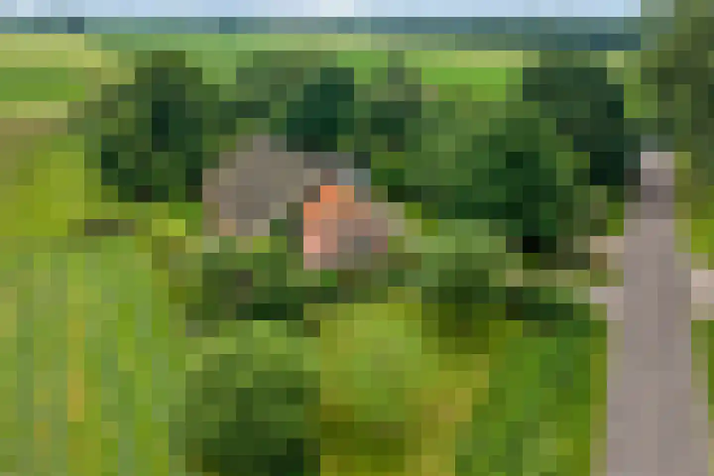 Nijeveense Bovenboer 22 Nijeveen thumbnail 10