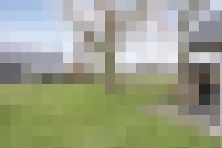 Nijeveense Bovenboer 6 Nijeveen thumbnail 40