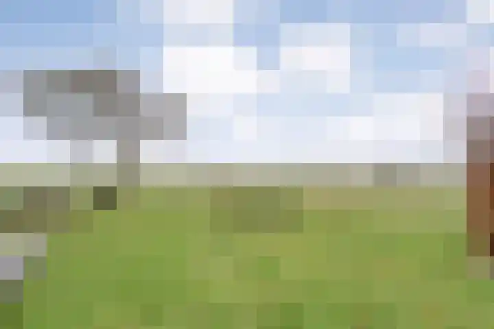 Nijeveense Bovenboer 6 Nijeveen thumbnail 51