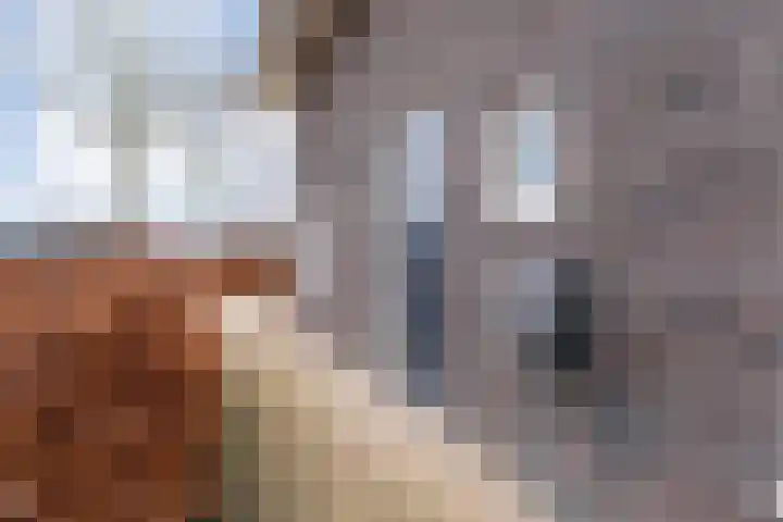 Nijeveense Bovenboer 6 Nijeveen thumbnail 56