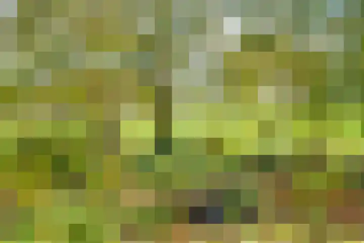 Nijkampsweg 4 Beltrum thumbnail 25