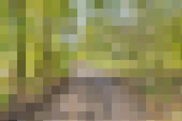 Nijkampsweg 4 Beltrum thumbnail 27