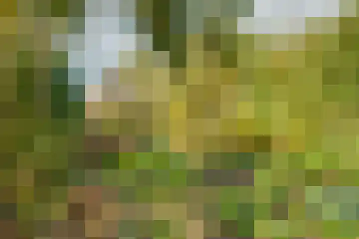 Nijkampsweg 4 Beltrum thumbnail 35