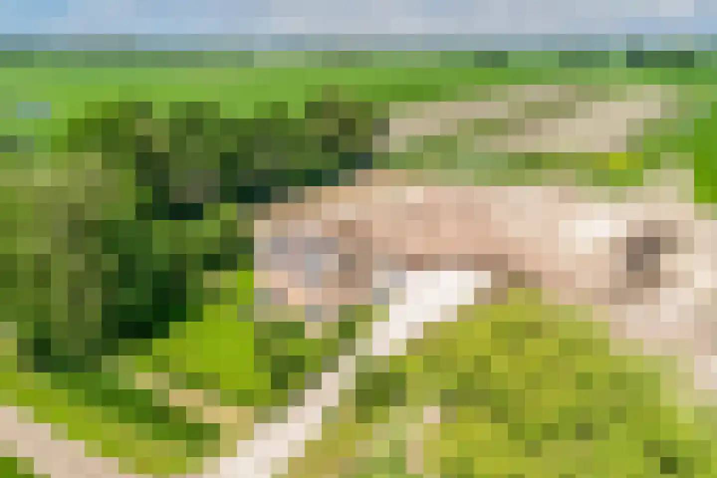 Nijksweg 24 Blesdijke thumbnail 13