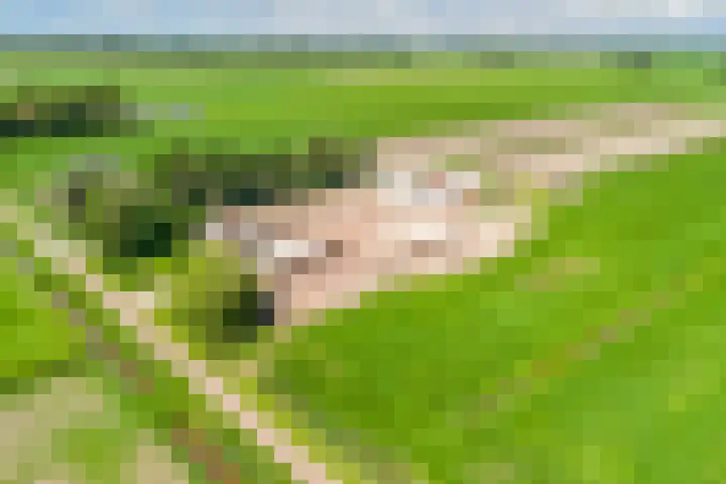 Nijksweg 24 Blesdijke thumbnail 15