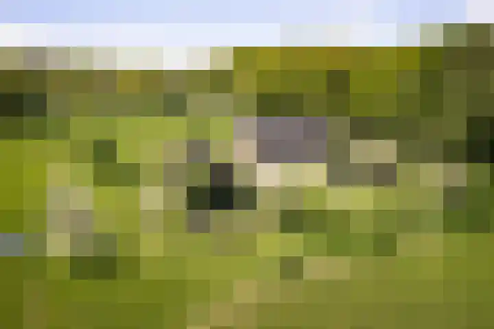 Nijlandweg 2 A Vorden foto 3
