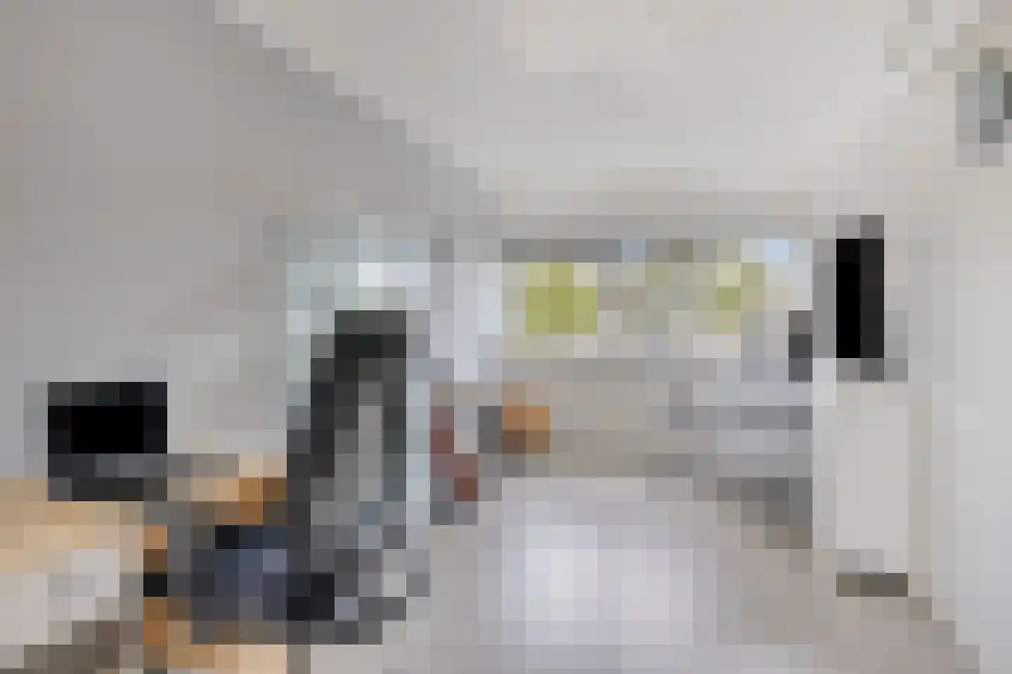 Nijlkrokodil 11 Heerhugowaard thumbnail 22