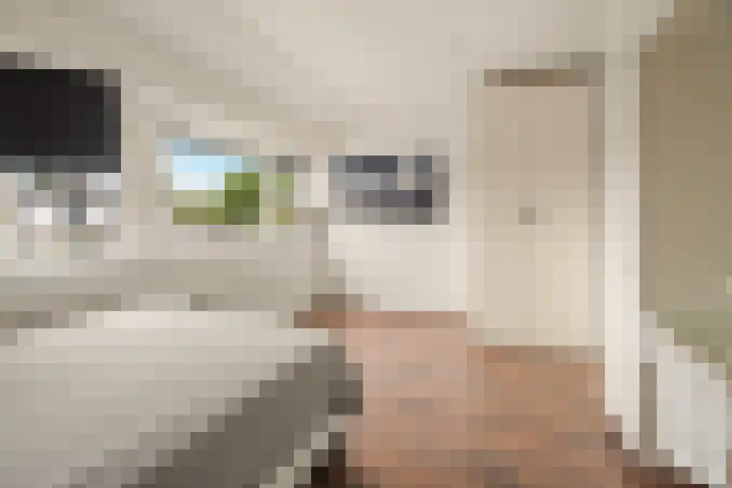 Nijlkrokodil 33 Heerhugowaard thumbnail 19
