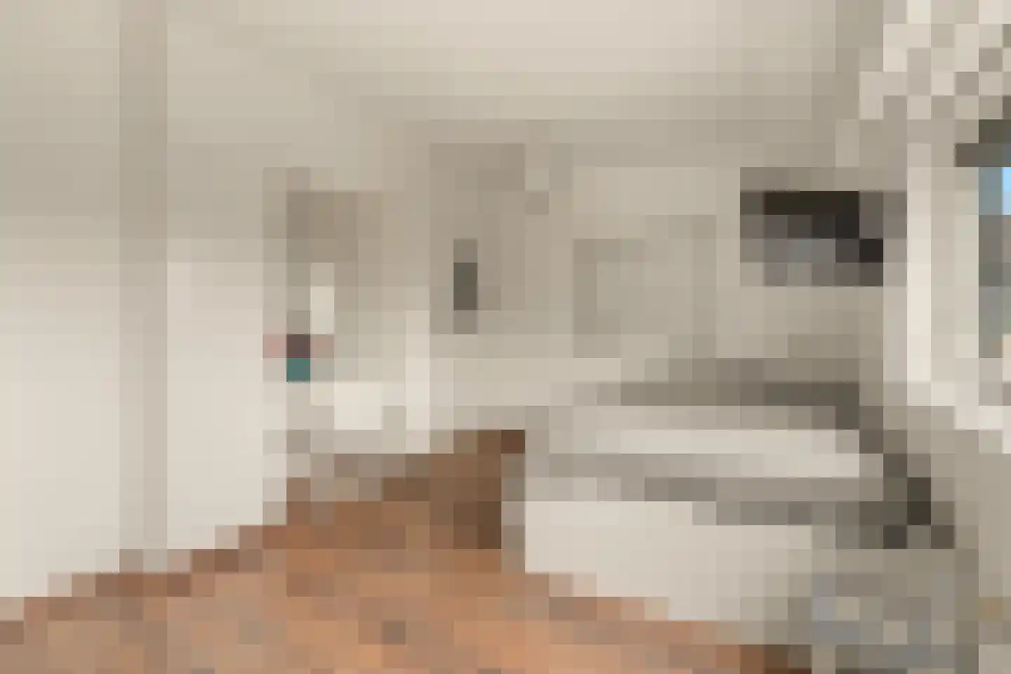 Nijlkrokodil 33 Heerhugowaard thumbnail 20