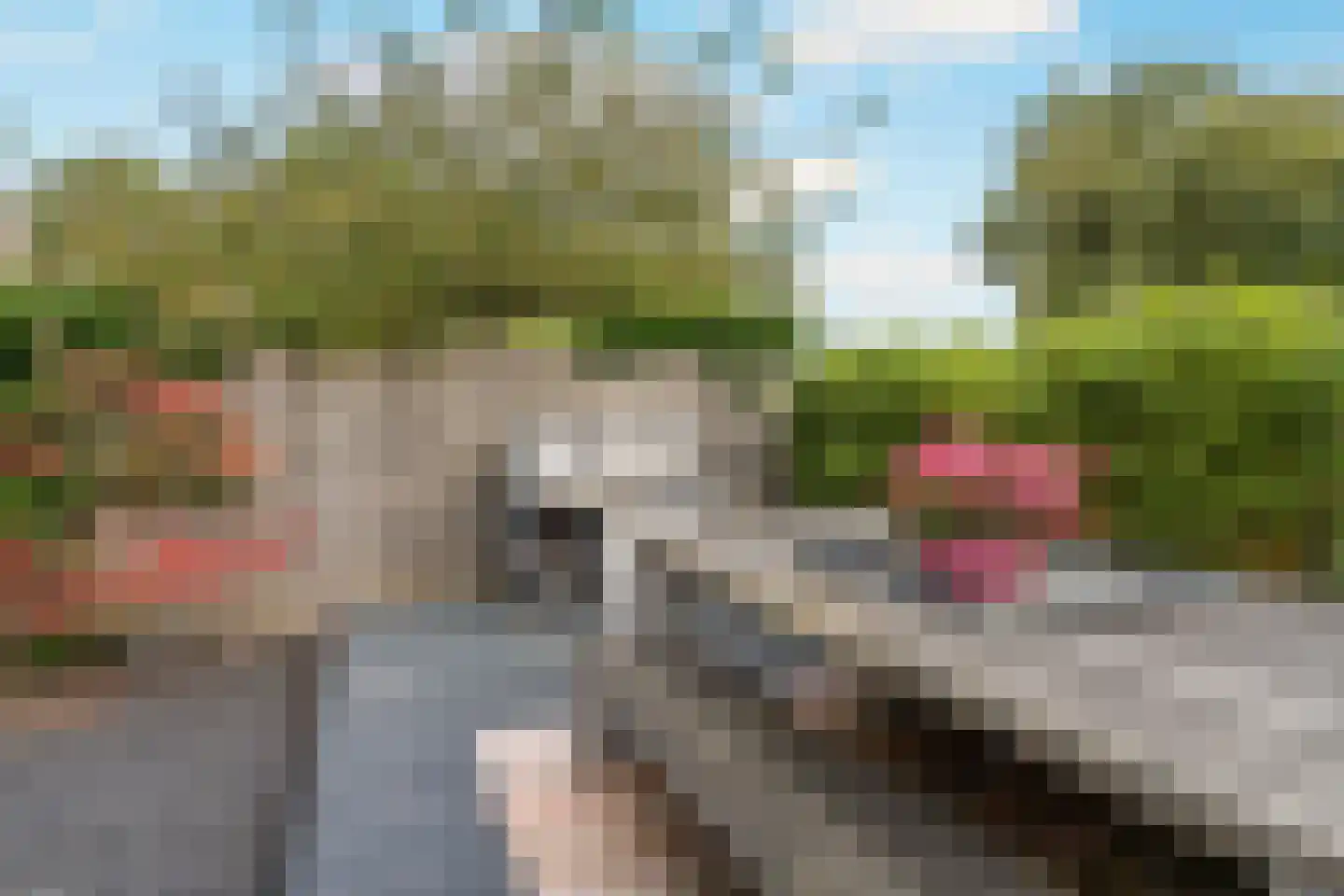 Nijlkrokodil 33 Heerhugowaard thumbnail 40