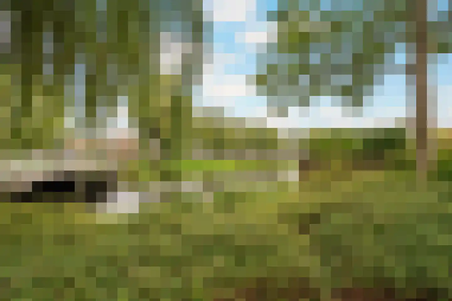 Nijlkrokodil 33 Heerhugowaard thumbnail 50