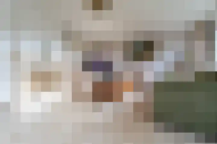 Nijlstraat 24 Spijkenisse thumbnail 17