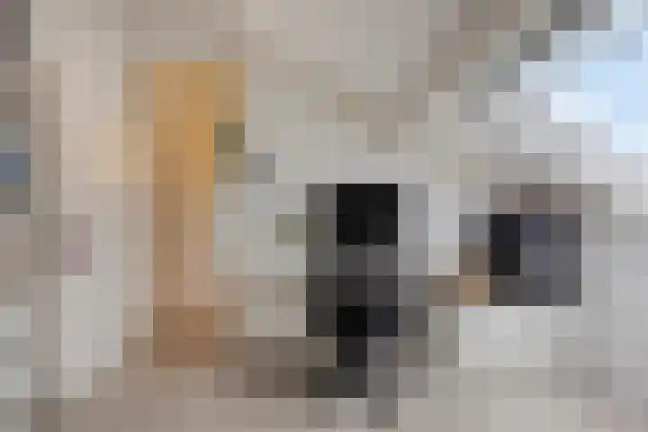 Nijlstraat 26 Spijkenisse thumbnail 36