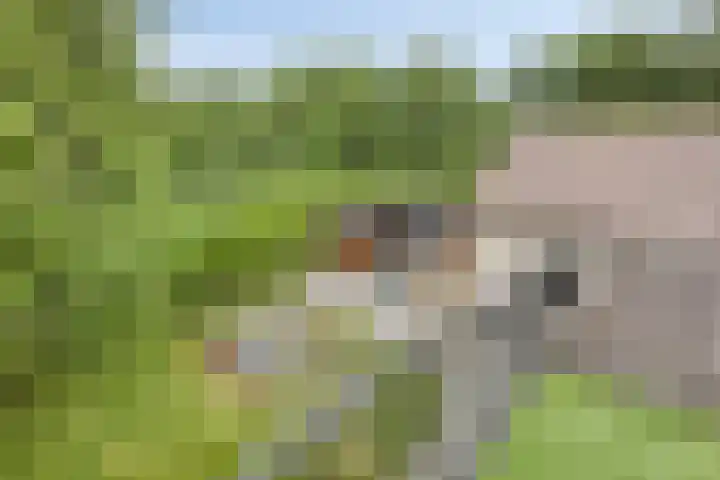 Nijmeegsebaan 16 Groesbeek thumbnail 29