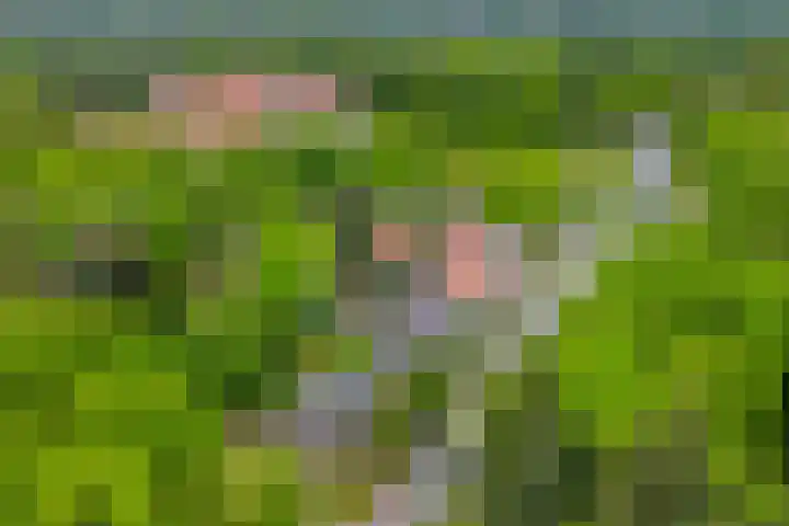 Nijmeegsebaan 45 Heilig Landstichting thumbnail 57