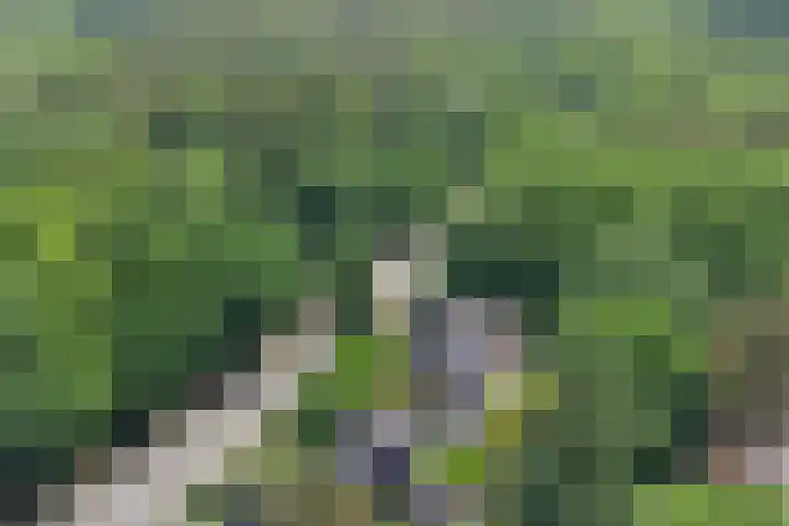 Nijmeegsebaan 47 Heilig Landstichting thumbnail 58