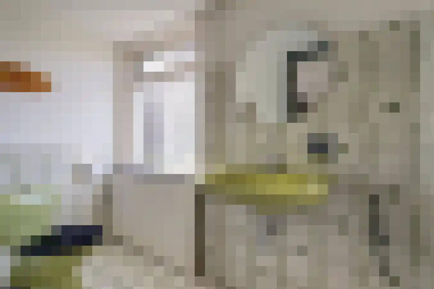 Nijmeegsestraat 5 Gendt thumbnail 19