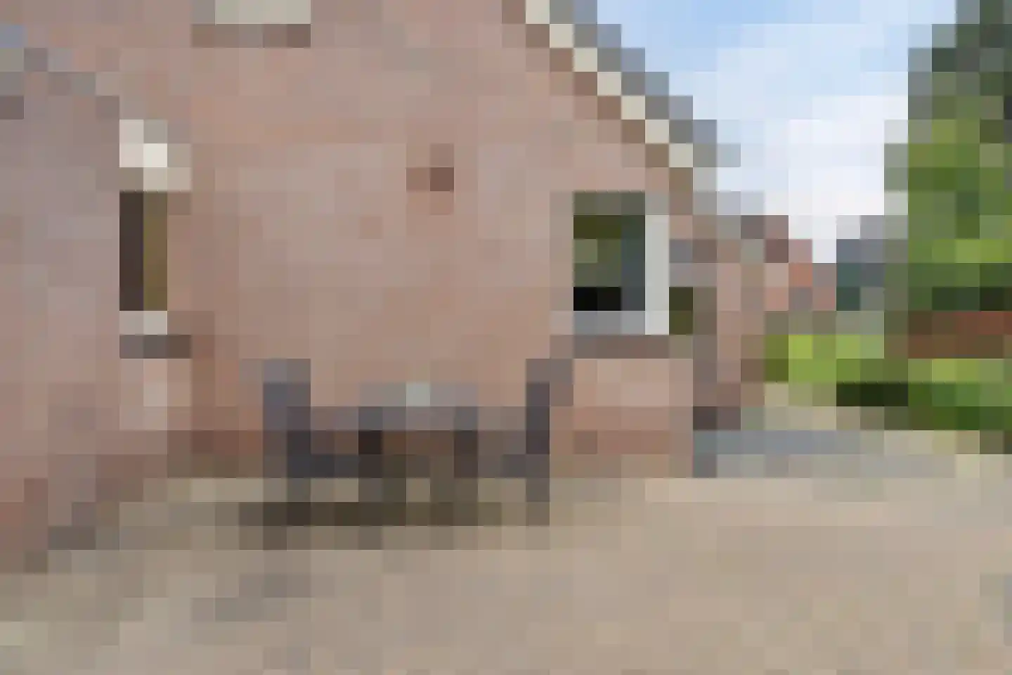Nijstad 2 b Dwingeloo thumbnail 50