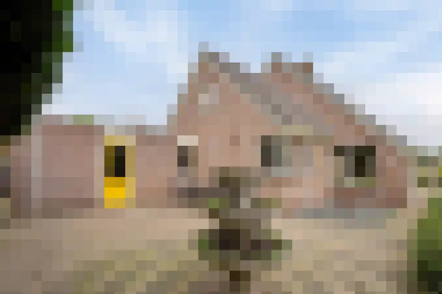 Nijstad 2 b Dwingeloo thumbnail 65