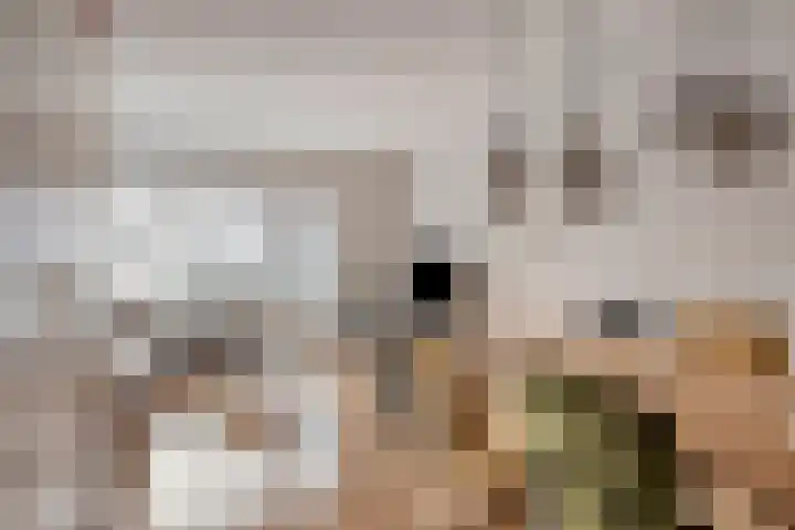 Nijstad 22 Borne thumbnail 8