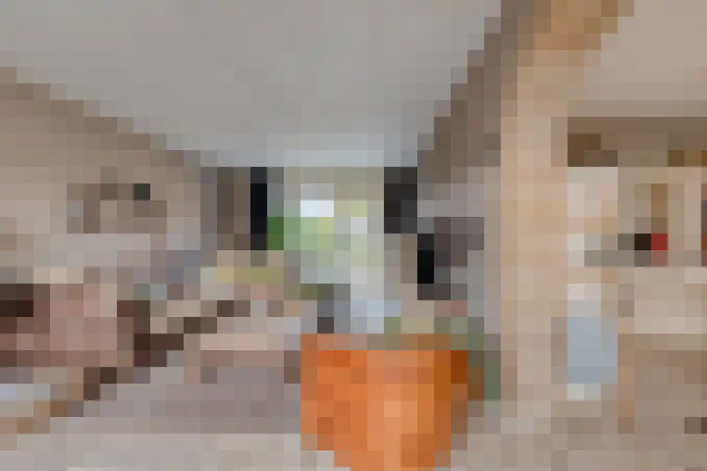 Nijverheidsweg 14 Oudenbosch thumbnail 18