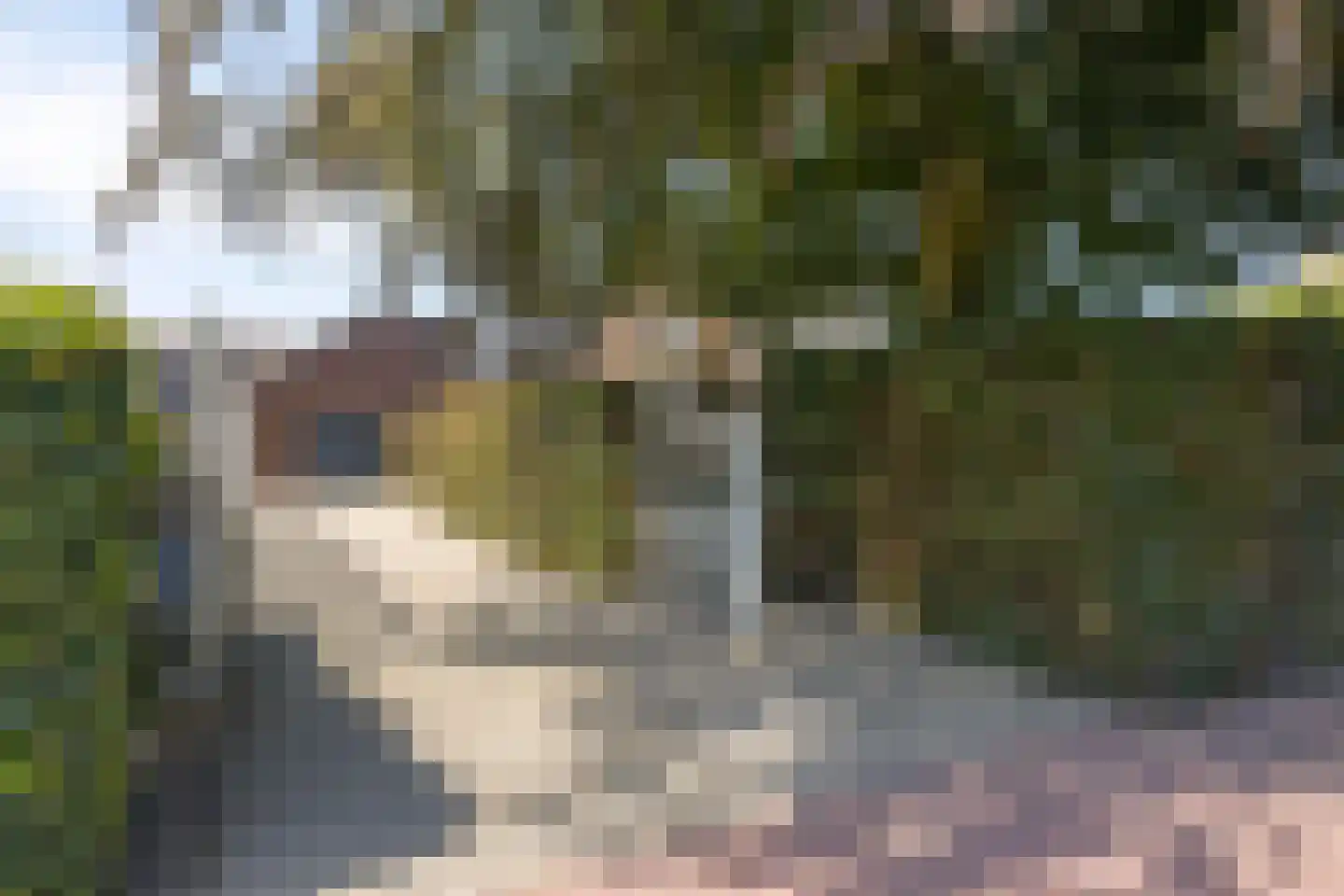 Nimrod 17 Sint Hubert thumbnail 6