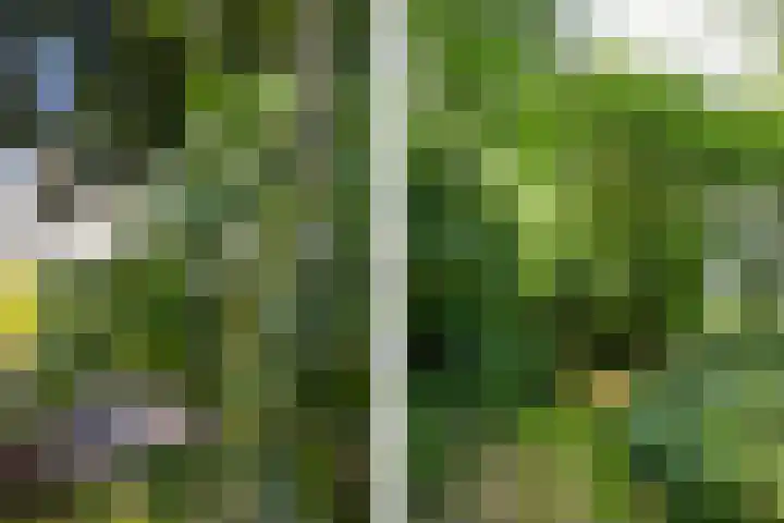 Ninnesweg 69 Panningen thumbnail 41