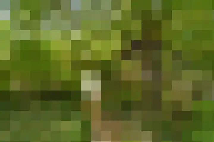 Ninnesweg 69 Panningen thumbnail 43