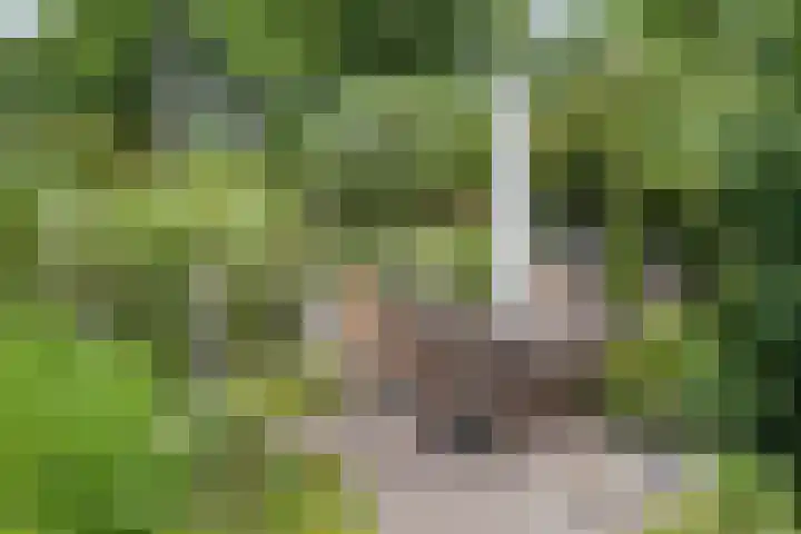 Nissestelle 12 Ovezande thumbnail 37