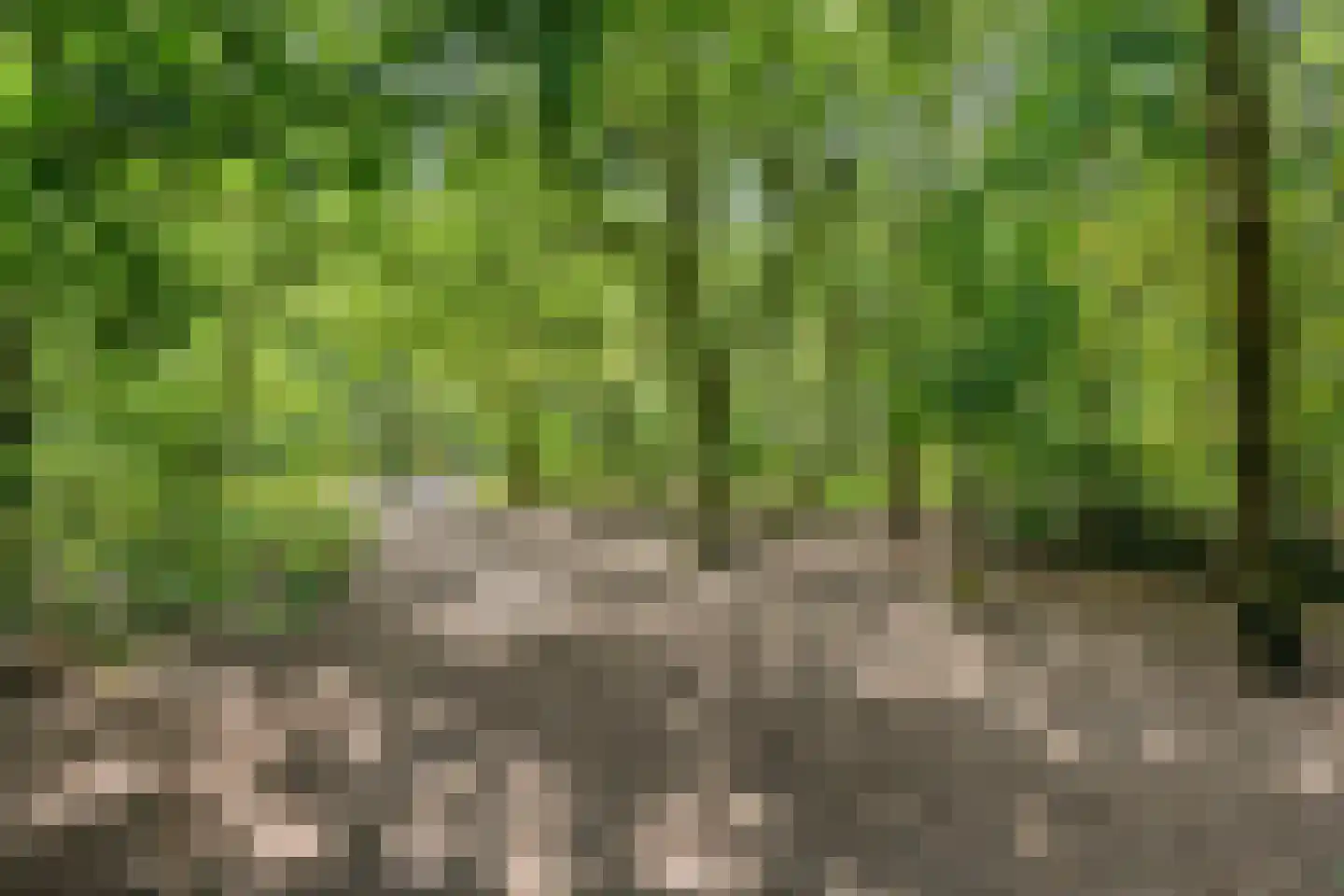 Nistelrodeseweg 24 Heesch thumbnail 40