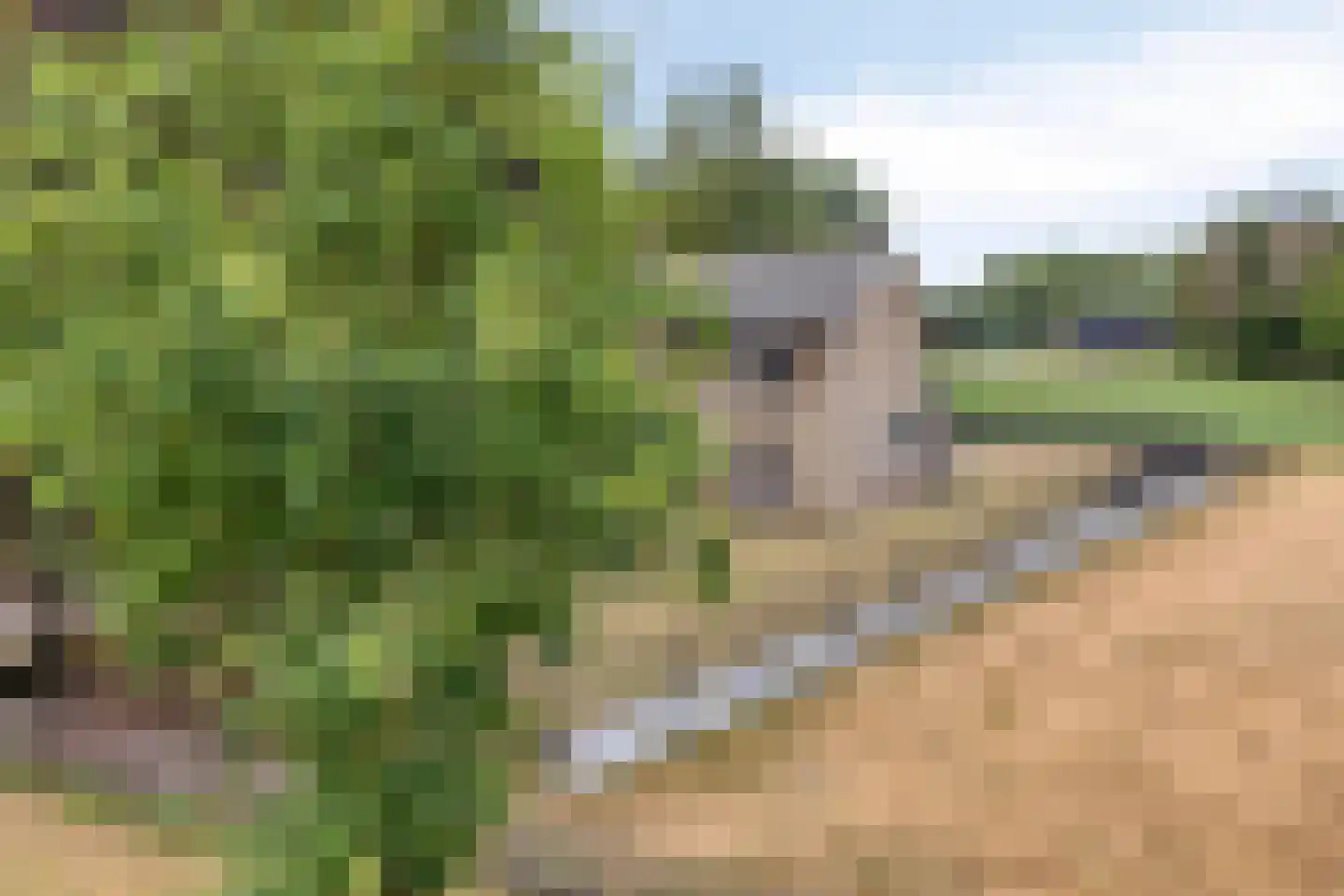 Nistelrodeseweg 24 Heesch thumbnail 47