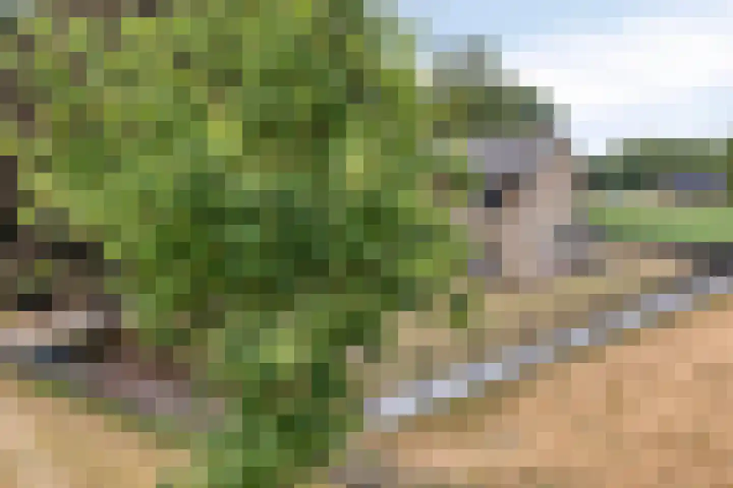 Nistelrodeseweg 24 Heesch thumbnail 48