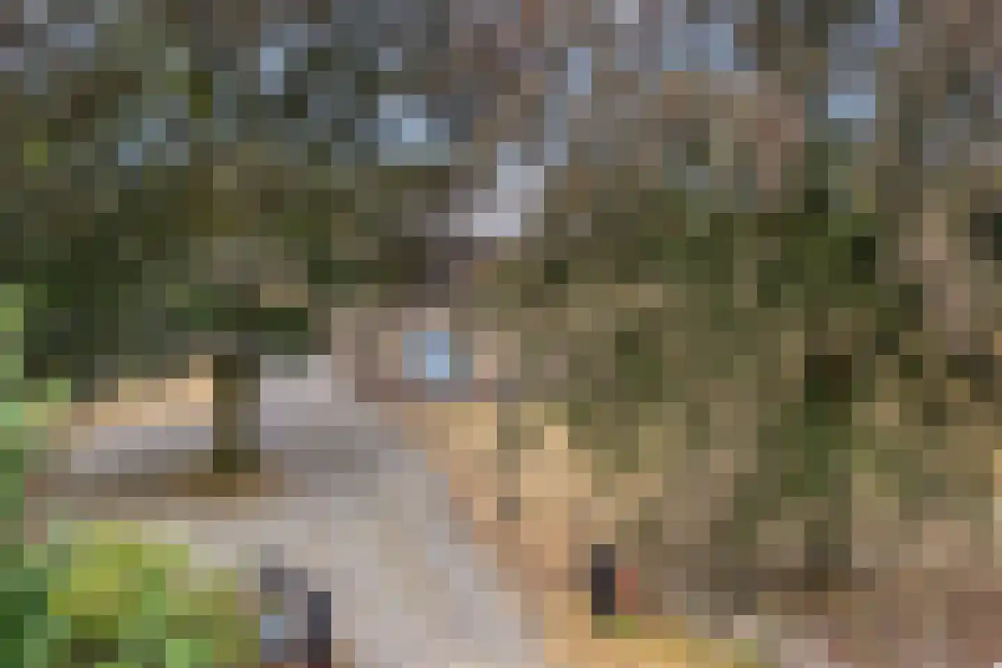 Nistelrodeseweg 24 Heesch thumbnail 49