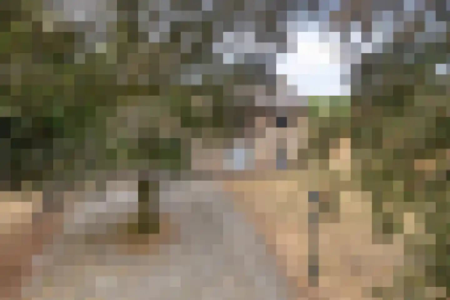 Nistelrodeseweg 24 Heesch thumbnail 51
