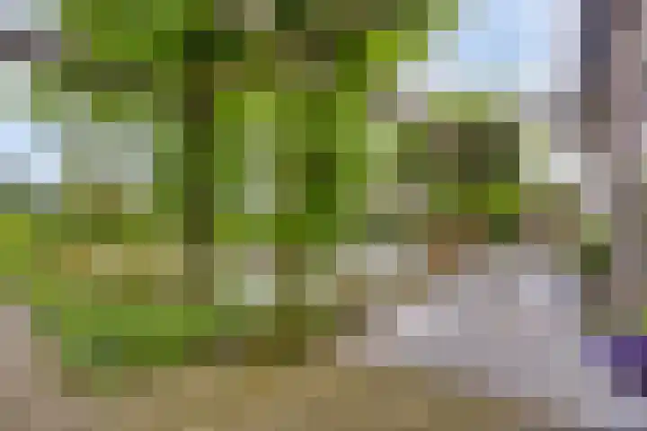 Nistelrodeseweg 65 Heesch thumbnail 45