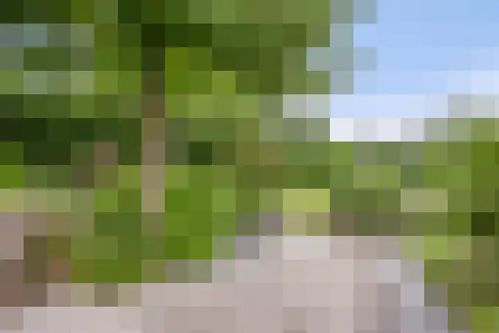 Nistelrodeseweg 65 Heesch thumbnail 48