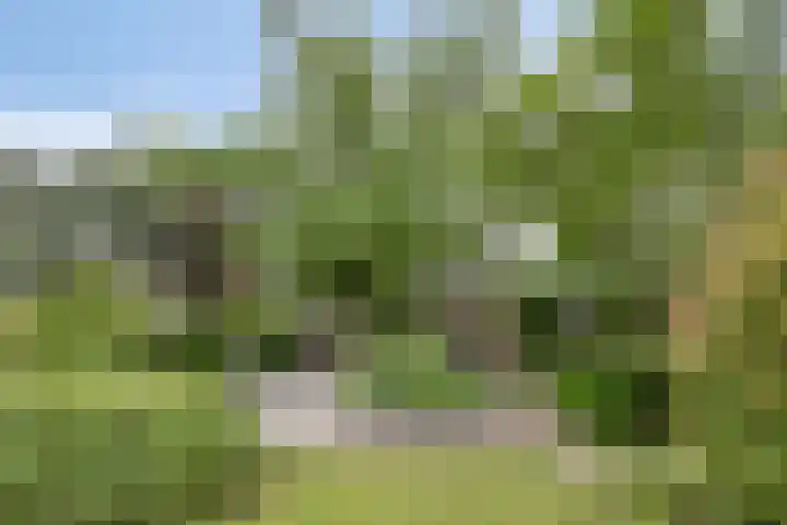 Nistelrodeseweg 65 Heesch thumbnail 5