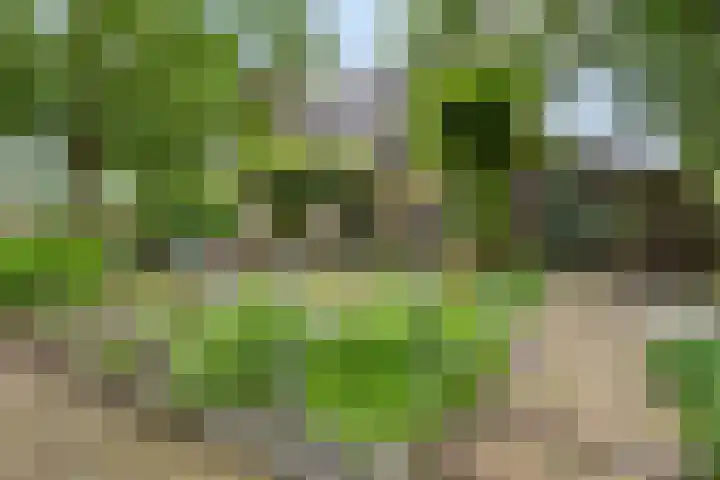 Nistelrodeseweg 65 Heesch thumbnail 51