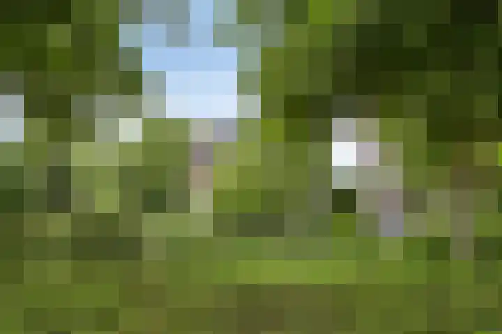 Nistelrodeseweg 65 Heesch thumbnail 7