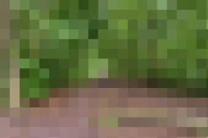 Nistelrodeseweg 65 Heesch thumbnail 74